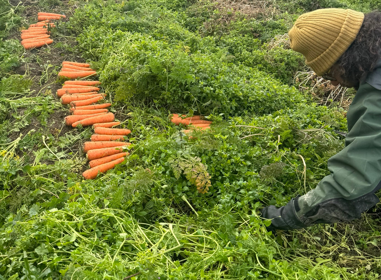 畑の力は、ひとつの野菜だけにとどまらない。