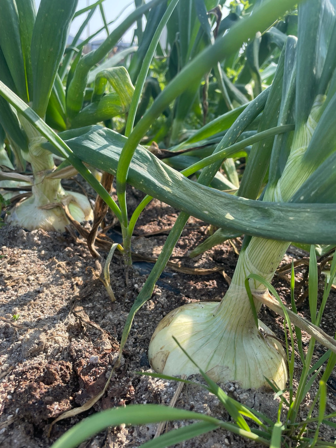 畑の力は、ひとつの野菜だけにとどまらない。