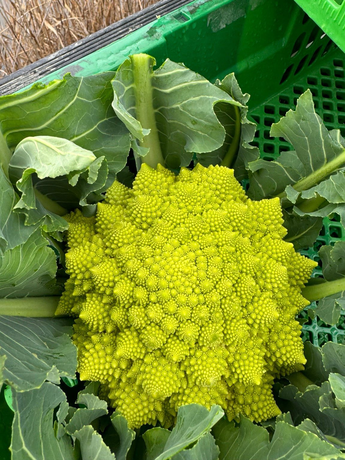 畑の力は、ひとつの野菜だけにとどまらない。