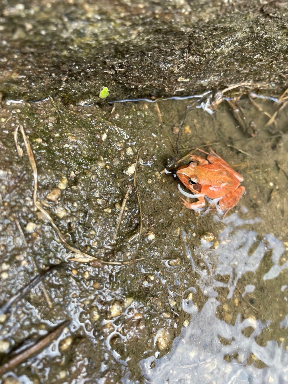 小さな生きものが、畑の健やかさを教えてくれる。
