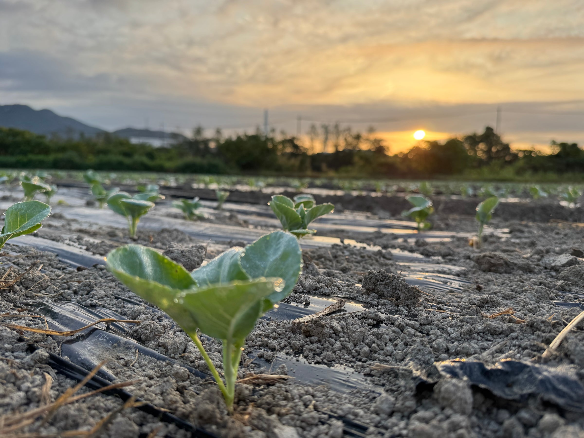 一生懸命皆様に
笑顔の食卓をお届けする
農業は自然の力
芸術である。