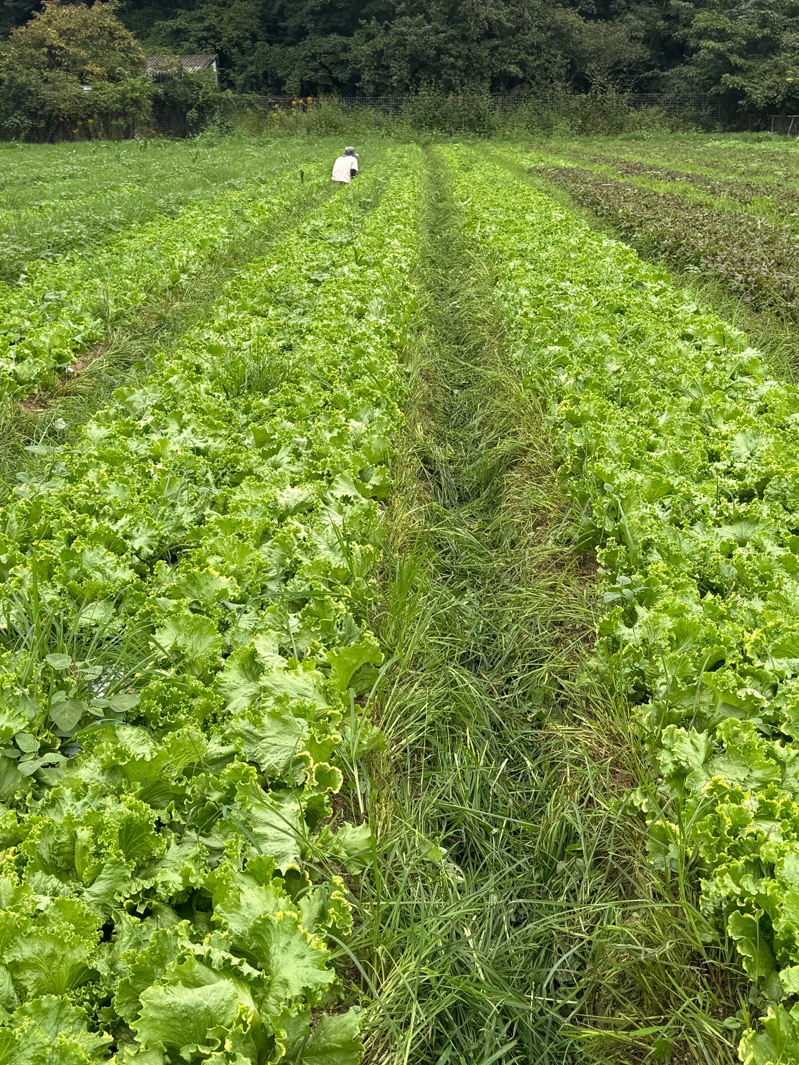 Neonicotinoid-free farming,
with careful effort to reduce chemical use.