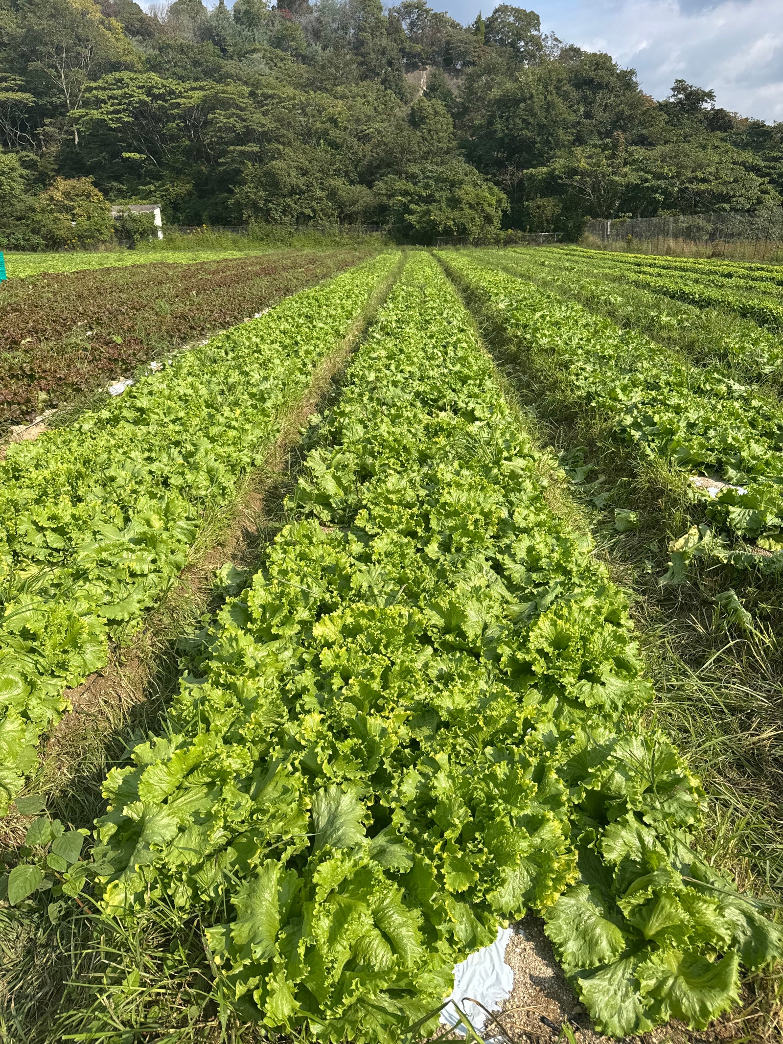ネオニコチノイドフリーや、除草剤、薬を使わない努力。