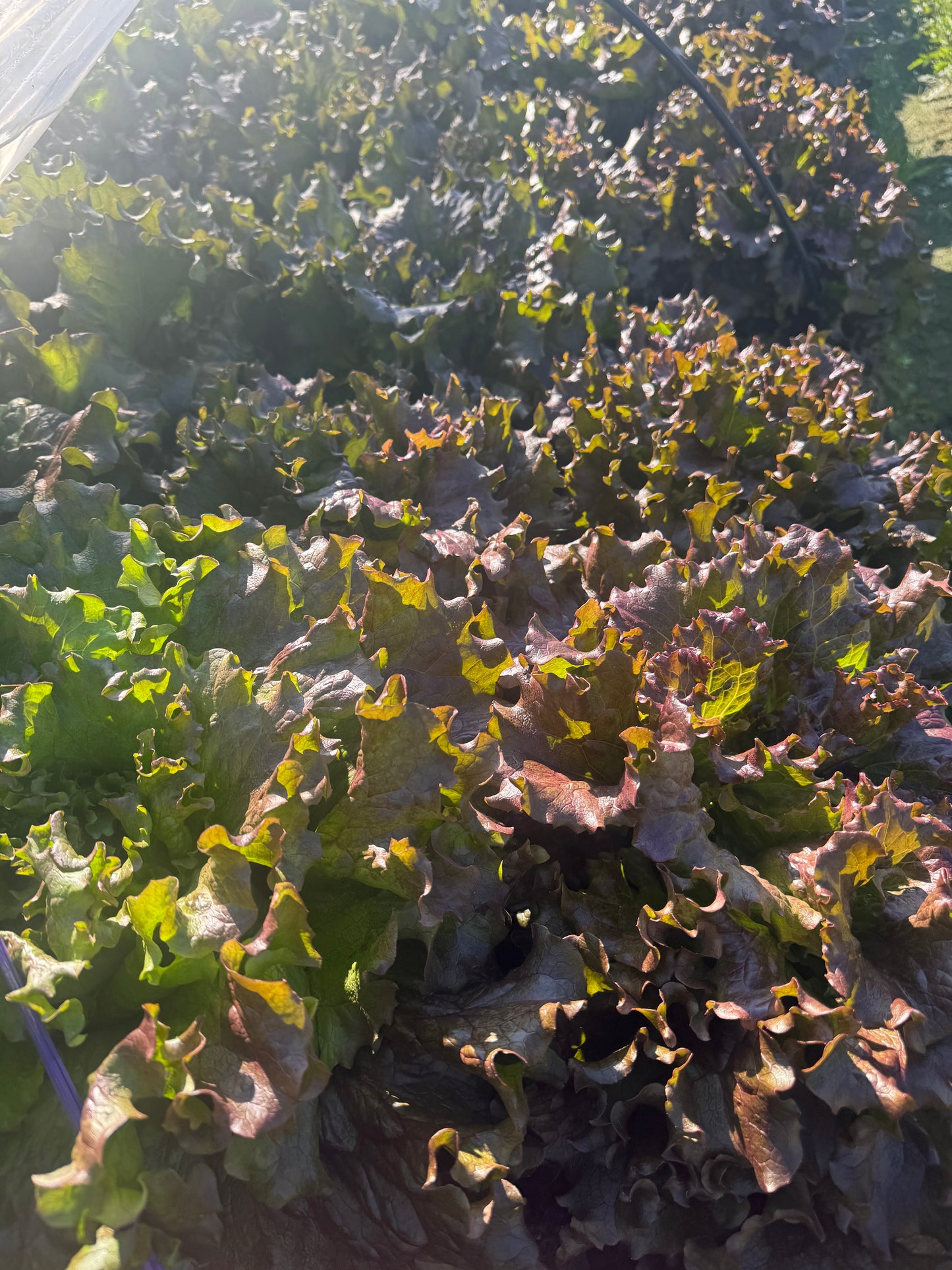 一笑農芸　季節の野菜Mセット