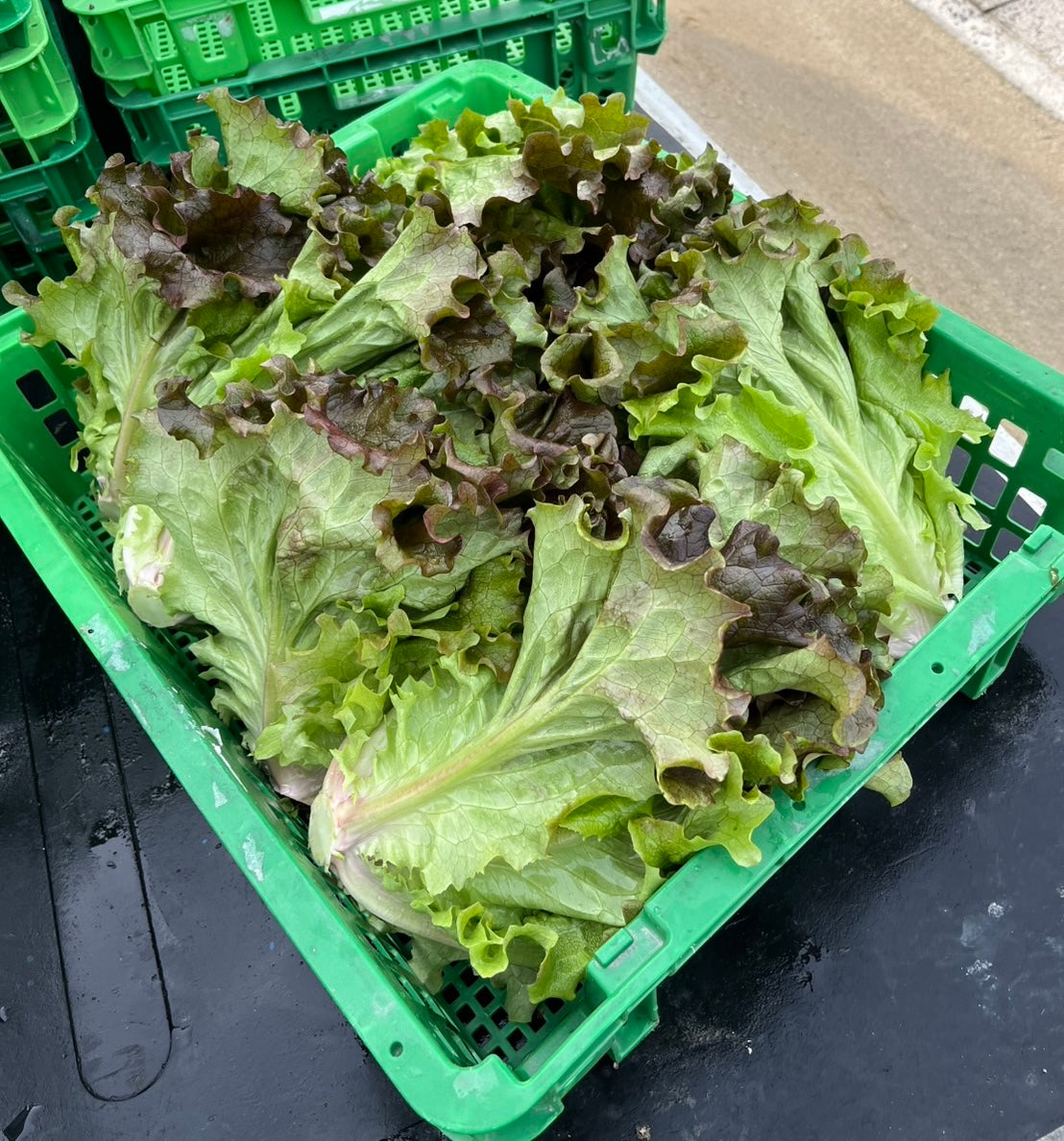 一笑農芸　季節の野菜Mセット