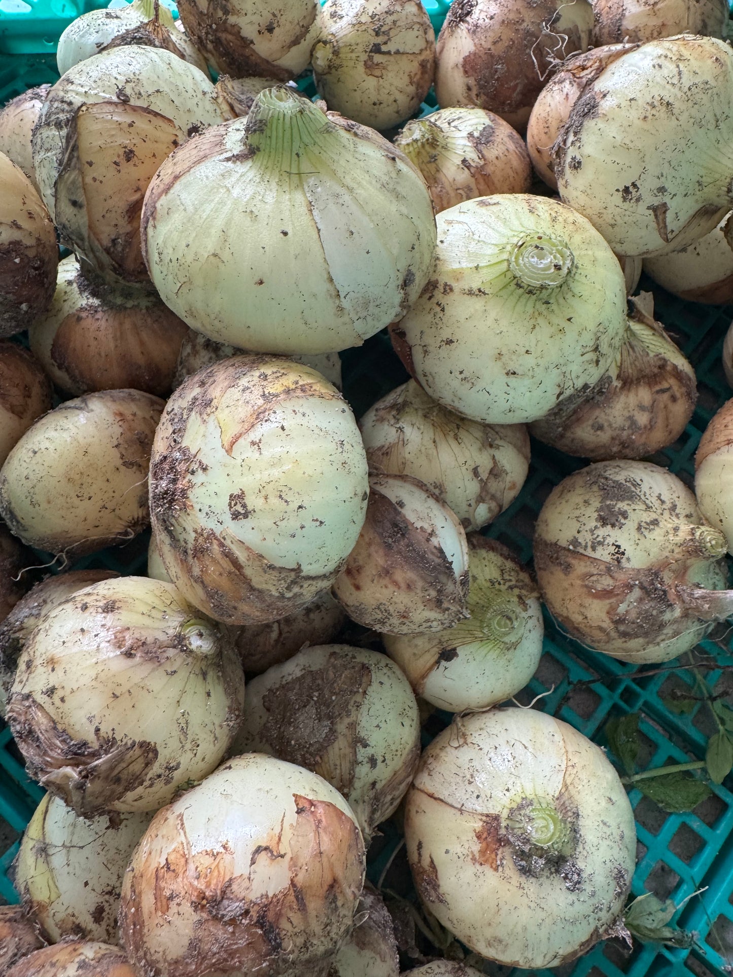 一笑農芸　季節の野菜Mセット