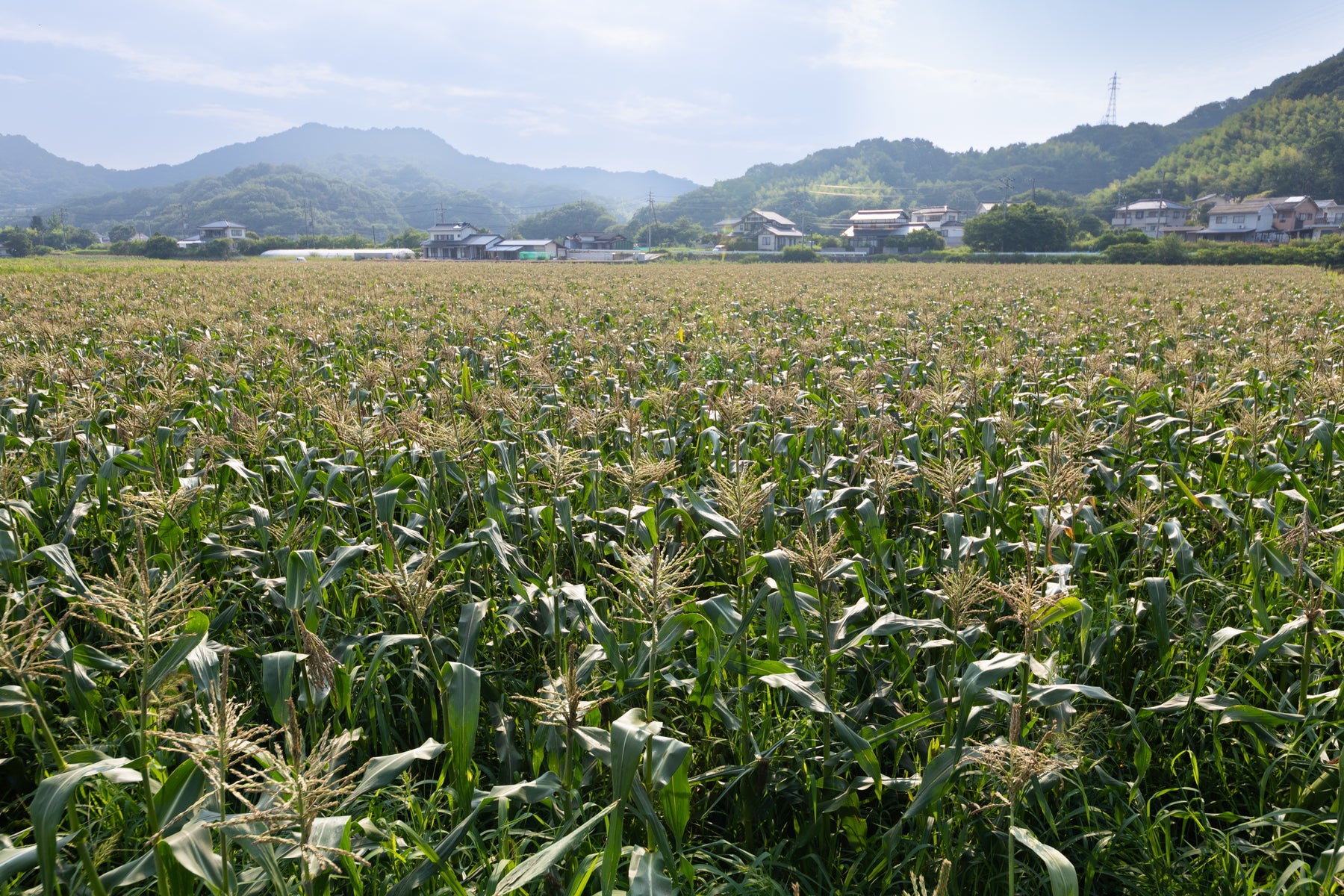この土地だからこそ育つ味がある。
