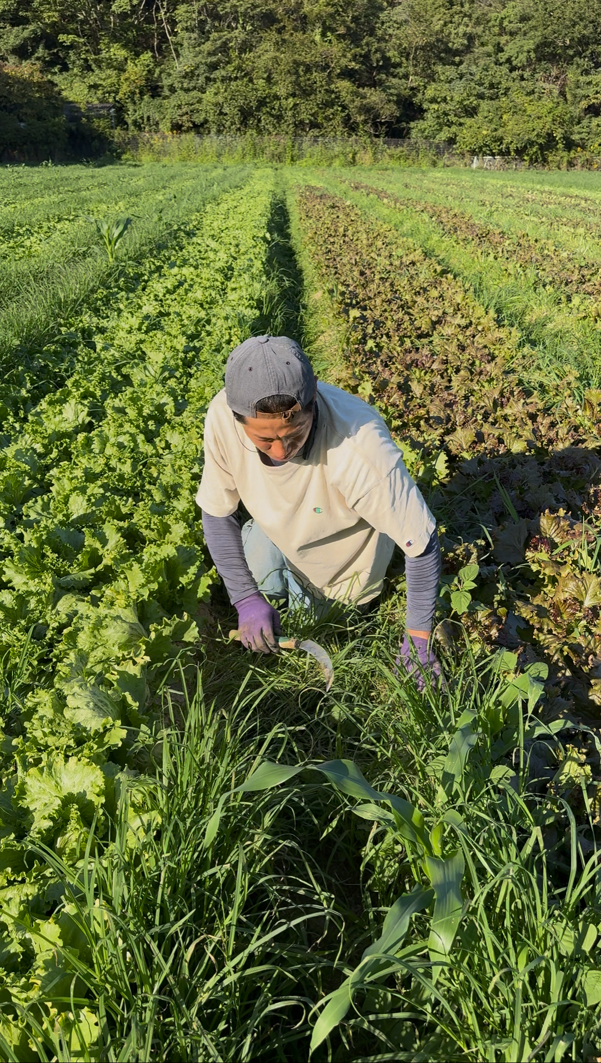 Neonicotinoid-free farming,
with careful effort to reduce chemical use.