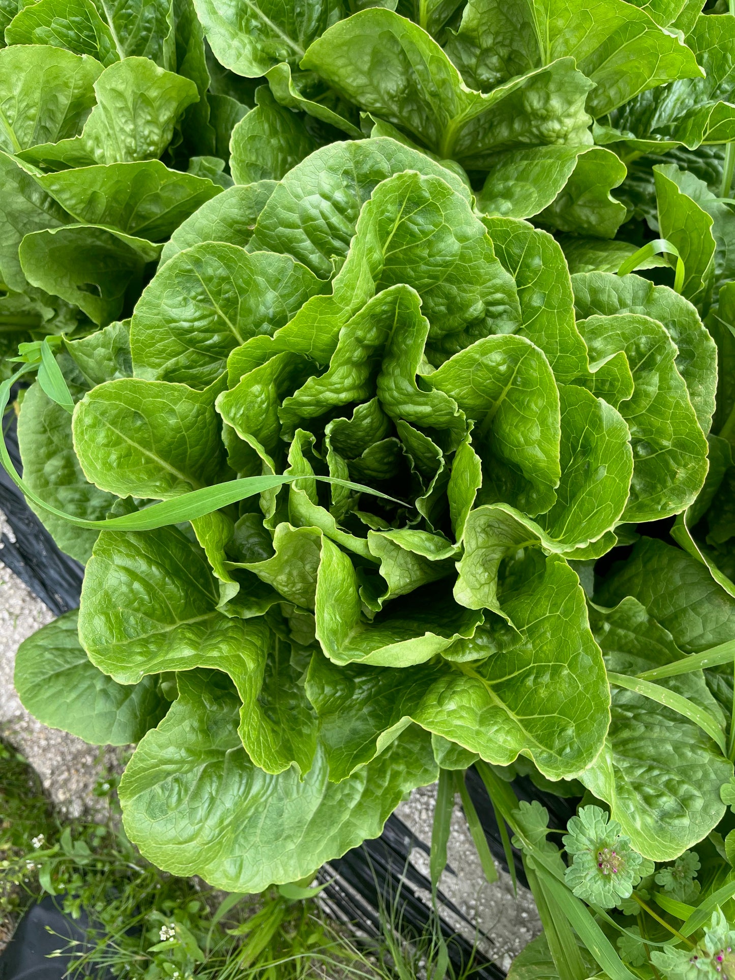 一笑農芸　季節の野菜Mセット