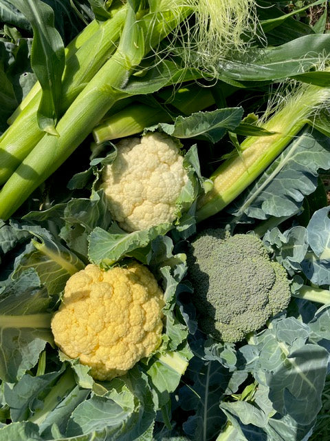 畑の力は、ひとつの野菜だけにとどまらない。