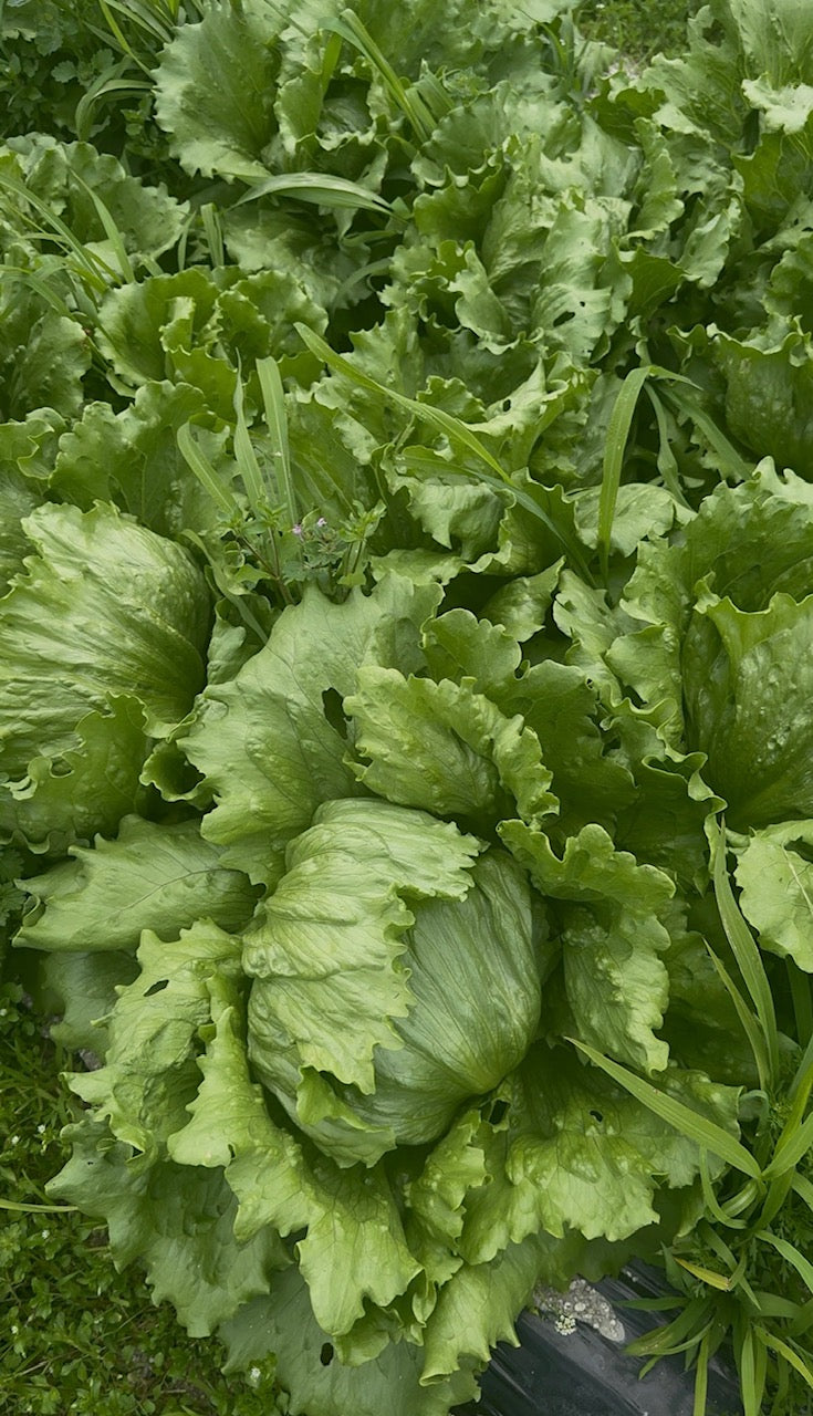 一笑農芸　季節の野菜Mセット