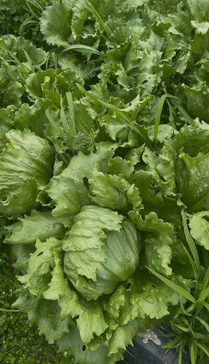 一笑農芸　季節の野菜Mセット